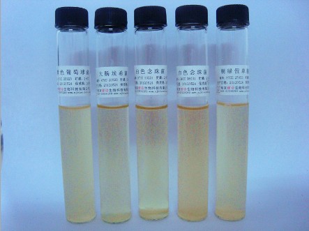 9ml 普通變形桿菌[AS1.1527] /菌液