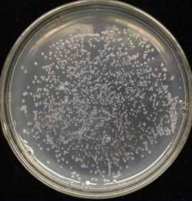 干粉微生物培養(yǎng)基的保存辦法以及使用注意事項(xiàng)介紹